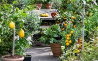 So gedeihen Zitruspflanzen auf Terrasse, Balkon und im Garten